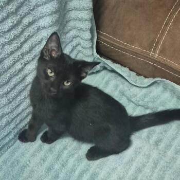 Vee -  Domestic Short Hair Cat for Adoption in Sunrise, Florida - Vee | PetCurious