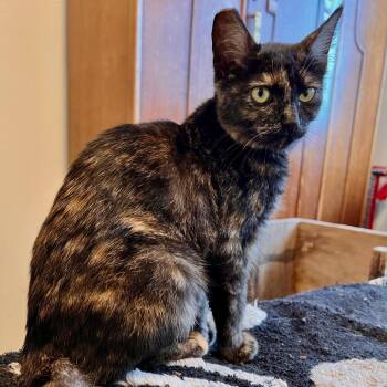 Lola -  Domestic Short Hair Cat for Adoption in Coos Bay, Oregon - Lola | PetCurious