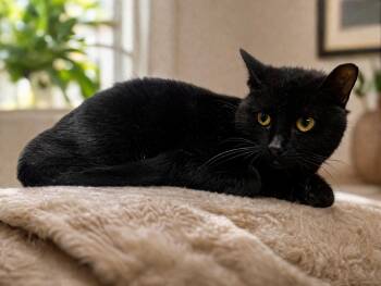 Domestic Short Hair Cats Available for Adoption in Sterling, Massachusetts - Sara 2 Years AVAILABLE 4/15 | PetCurious