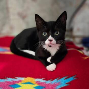 Domestic Short Hair Cats Available for Adoption - Sesame | PetCurious