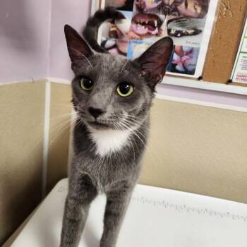 Domestic Short Hair Cats Available for Adoption - Muscato | PetCurious