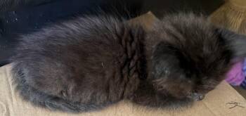 Rescue Domestic Long Hair Cats for Adoption in Beckley, West Virginia - Ace | PetCurious