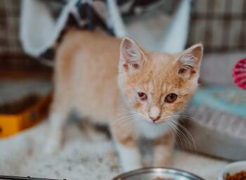 Rescue Tabby Cats for Adoption in Le Mars, Iowa - Quixley | PetCurious