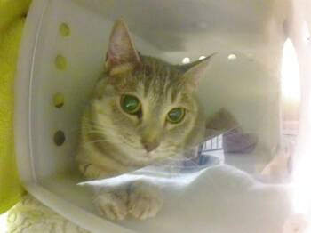 LASAGNA -  Domestic Short Hair Cat for Adoption in Omaha, Nebraska - LASAGNA | PetCurious
