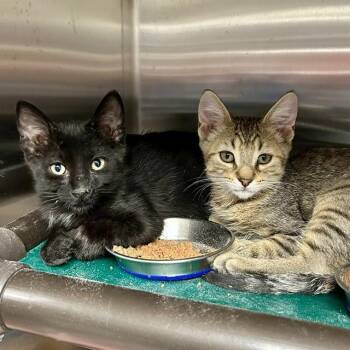 Basilo -  Domestic Short Hair Cat for Adoption in Seattle, Washington - Basilo | PetCurious