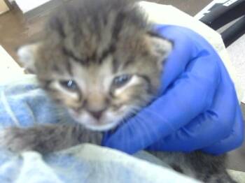 Domestic Medium Hair Cats Available for Adoption in Dallas, Texas - SCAR | PetCurious