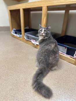 Rescue Domestic Long Hair Cats for Adoption in Myerstown, Pennsylvania - Mercy | PetCurious