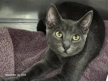 MERCURY -  Domestic Short Hair Cat for Adoption in Santa Cruz, California - MERCURY | PetCurious