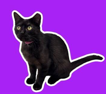 Domestic Short Hair Cats Available for Adoption - DAHLIA | PetCurious