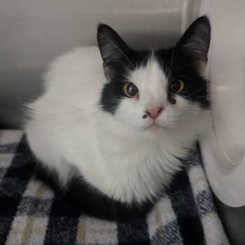 Domestic Long Hair Cats Available for Adoption - Christie | PetCurious