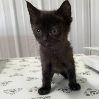 Domestic Short Hair Cats Available for Adoption in Lancaster, Ohio - Edna | PetCurious