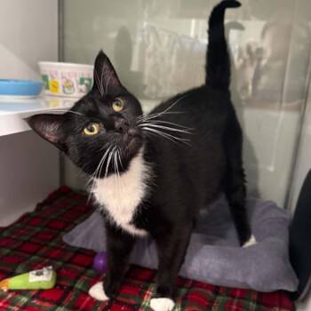 Bosch -  Domestic Short Hair and Tuxedo Cat for Adoption in Penn Yan, New York - Bosch | PetCurious