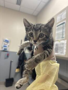 PIUS -  Domestic Short Hair Cat for Adoption in Las Vegas, Nevada - PIUS | PetCurious