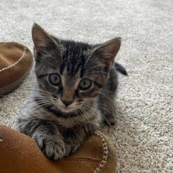 Rescue American Shorthair Cats for Adoption in Franklin, Tennessee - Jasmine | PetCurious