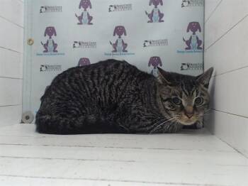 Domestic Short Hair Cats Available for Adoption - WATSON | PetCurious