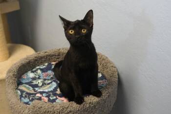 Infernia -  Domestic Short Hair Cat for Adoption in Fountain Hills, Arizona - Infernia | PetCurious