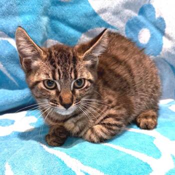 IVHS-Stray-142395 -  Domestic Short Hair Cat for Adoption in San Gabriel, California - IVHS-Stray-142395 | PetCurious