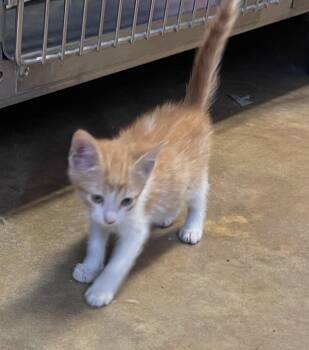 Rescue Domestic Short Hair Cats for Adoption in Vicksburg, Mississippi - Rustee | PetCurious