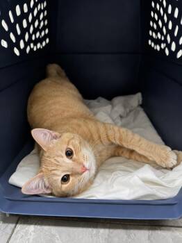 Thomas Jefferson IL -  Domestic Short Hair Cat for Adoption in Fort Lupton, Colorado - Thomas Jefferson IL | PetCurious