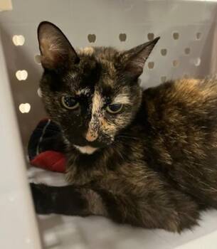 STACEY -  Domestic Short Hair Cat Available for Adoption in Springfield, Massachusetts - STACEY | PetCurious