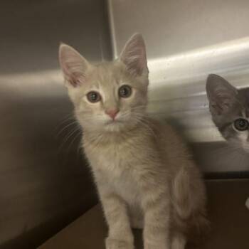 Serrano -  Domestic Short Hair Cat Available for Adoption in Walnut Creek, California - Serrano | PetCurious