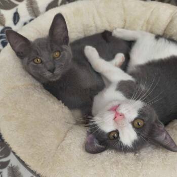 Ramos -  Domestic Short Hair Cat for Adoption in Riverwoods, Illinois - Ramos | PetCurious