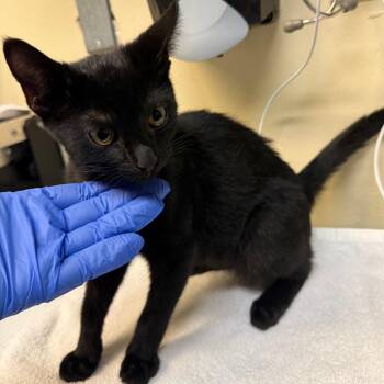 Spongebob -  Domestic Short Hair Cat for Adoption in Pasadena, California - Spongebob | PetCurious