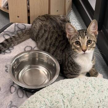 Johnny Bravo -  Domestic Short Hair Cat for Adoption in West Palm Beach, Florida - Johnny Bravo | PetCurious