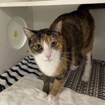 Marble -  Domestic Short Hair Cat for Adoption in Philadelphia, Pennsylvania - Marble | PetCurious