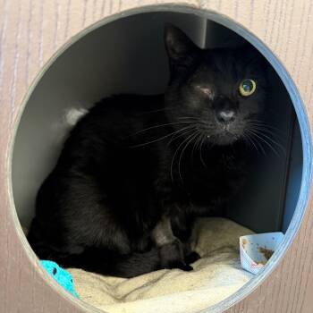 Maui -  Domestic Short Hair Cat for Adoption in West Palm Beach, Florida - Maui | PetCurious