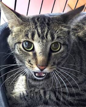 Rescue Domestic Short Hair Cats for Adoption in Casa Grande, Arizona - Charlie | PetCurious
