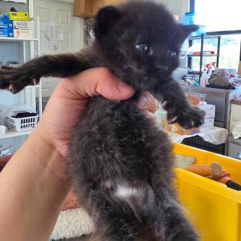 Sriracha -  Domestic Short Hair Cat for Adoption in Chapel Hill, North Carolina - Sriracha | PetCurious