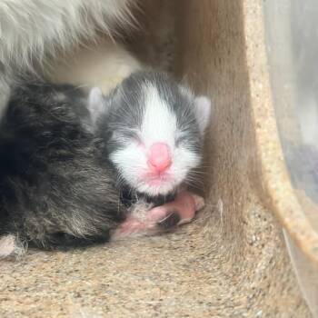 Janis -  Domestic Short Hair Cat for Adoption in Harrisonburg, Virginia - Janis | PetCurious