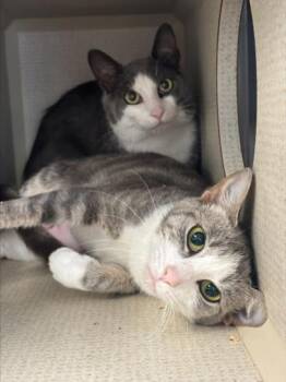 PRETTY BOY -  Domestic Short Hair Cat for Adoption in Hagerstown, Maryland - PRETTY BOY | PetCurious