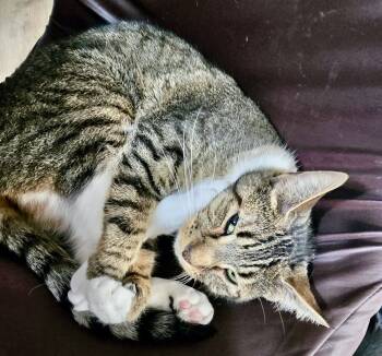 Rescue Domestic Short Hair Cats for Adoption in Franklin, West Virginia - Mini | PetCurious