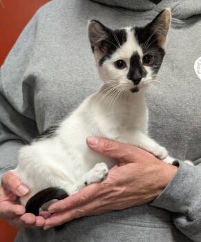 Rescue Domestic Long Hair Cats for Adoption in Parsons, Kansas - Frances | PetCurious