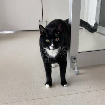 Domestic Short Hair Cats Available for Adoption in Warwick, Rhode Island - Ice Cream Barn | PetCurious