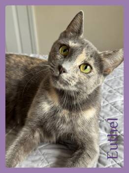EUTHEL -  Dilute Tortoiseshell Cat for Adoption in Lawton, Oklahoma - EUTHEL | PetCurious