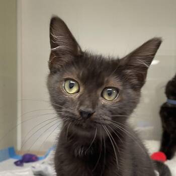 Melissa -  Domestic Short Hair Cat for Adoption in Sunnyvale, California - Melissa | PetCurious