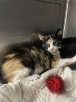 Broadway -  Domestic Short Hair Cat for Adoption in Houston, Texas - Broadway | PetCurious
