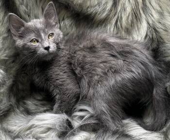 Russian Blue and Domestic Medium Hair Cats Available for Adoption - Flan De Coco | PetCurious