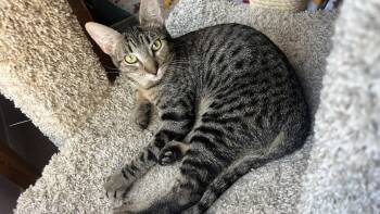 Rescue Tabby Cats for Adoption in Austin, Texas - Mojo 2 | PetCurious