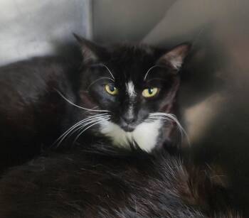 Ben -  Domestic Short Hair Cat for Adoption in Newburgh, New York - Ben | PetCurious