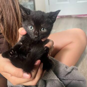 Melinoe -  Domestic Short Hair Cat for Adoption in Lincoln, California - Melinoe | PetCurious
