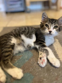 Rescue Domestic Short Hair Cats for Adoption in San Diego, California - Captain | PetCurious