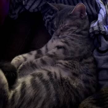 Rescue Domestic Short Hair Cats for Adoption in Victoria, British Columbia - Juniper | PetCurious