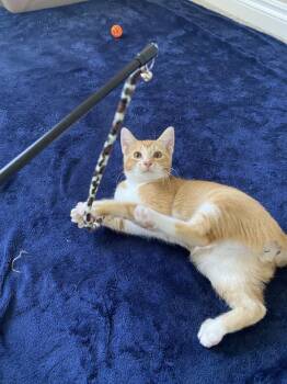 Sterling -  Domestic Short Hair Cat for Adoption - Sterling | PetCurious