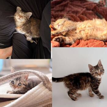 Mimi -  Domestic Short Hair Cat for Adoption in West Olive, Michigan - Mimi | PetCurious