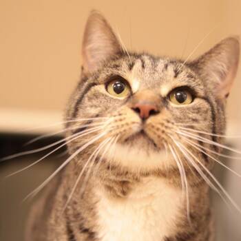 Roscoe & Millicent -  Domestic Short Hair Cat for Adoption in Philadelphia, Pennsylvania - Roscoe & Millicent | PetCurious