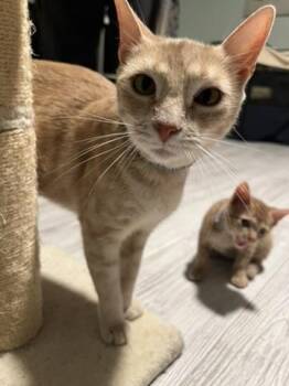 Rescue Domestic Short Hair Cats for Adoption in Kenton, Delaware - BUTTERS | PetCurious